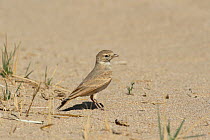Bar tailed lark (Ammomanes cinctura) Oman, November