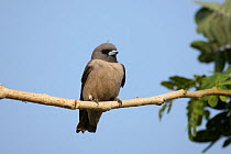 Ashy woodswallow (Artamus fuscus) on branch, Thailand, February