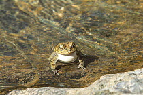 Arabian toad (Duttaphrynus arabicus / Bufo arabicus) calling with vocal sac inflatedl, Oman, April.