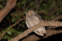 Arabian Scops Owl (Otus pamelae) on branch at night, Oman, February
