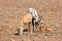 Arabian oryx (Oryx leucoryx) two calves and juvenile, Oman, November. Taken within large enclosure within protected area.