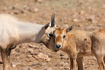 Arabian oryx (Oryx leucoryx) two calves, Oman, November. Taken within large enclosure within protected area.