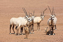 Arabian oryx (Oryx leucoryx) herd with calves on gravel plain, Oman, November. Taken within large enclosure within protected area.