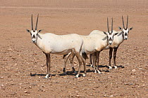 Arabian oryx (Oryx leucoryx) three on gravel plain, Oman, November. Taken within large enclosure within protected area.