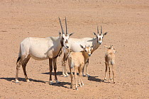 Arabian oryx (Oryx leucoryx) calves and young animals, Oman, November. Taken within large enclosure within protected area.