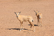 Arabian oryx (Oryx leucoryx) two calves, Oman, November. Taken within large enclosure within protected area.