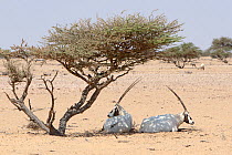 Arabian oryx (Oryx leucoryx) two resting under Acacia, Oman, November. Taken within large enclosure within protected area.