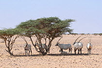 Arabian oryx (Oryx leucoryx) herd seeking shade near Acacia, Oman, November. Taken within large enclosure within protected area.