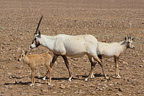 Arabian oryx (Oryx leucoryx) calf and adult, Oman, November. Taken within large enclosure within protected area.