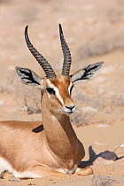 Arabian gazelle (Gazella gazella) resting, Oman, November