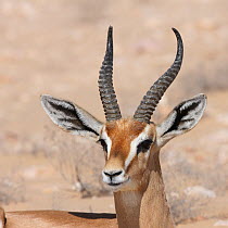 Arabian gazelle (Gazella gazella) male portrait, Oman, November