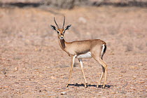Arabian gazelle (Gazella gazella) on gravel plain, Oman, November