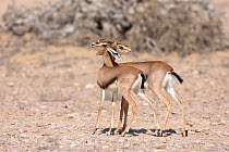 Arabian gazelle (Gazella gazella) two young animals, Oman, November
