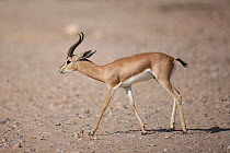 Arabian gazelle (Gazella gazella) adult on gravel plain, Oman, November