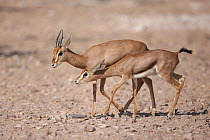Arabian gazelle (Gazella gazella) young and adult, Oman, November