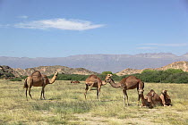 Dromedary / Arabian camel (Camelus dromedarius) flock in wadi with grass, Oman, December