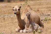 Dromedary / Arabian camel (Camelus dromedarius) mother and calf, Oman, November
