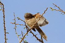 Arabian babbler (Turdoides squamiceps) preening, Oman, April
