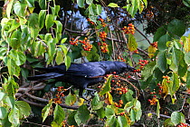 American crow (Corvus brachyrhynchos) eating berries, MA, USA, October