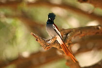 African paradise flycatcher (Terpsiphone viridis) Oman, February
