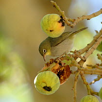 Abyssinian white eye (Zosterops abyssinicus) eating figs, Oman, February