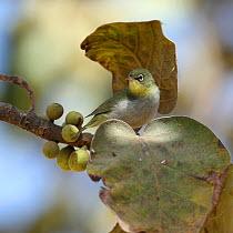 Abyssinian white eye (Zosterops abyssinicus) in fig tree, Oman, February