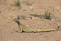 Spiny tailed lizard (Uromastyx aegyptia microlepis) Oman, January