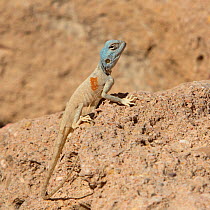 Sinai agama (Pseudotrapelus sinaitus) Oman, February