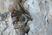 Rock hyrax (Procavia syriaca) two on mountain slope, Oman, February