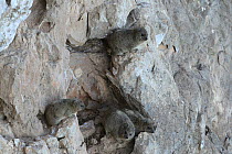 Rock hyrax (Procavia syriaca) group on mountain slope, Oman, February