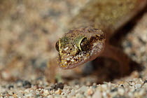 Masirah leaf toed gecko (Hemidactylus masirahensis) head portrait, Oman, April