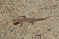 Masirah leaf toed gecko (Hemidactylus masirahensis) Oman, April