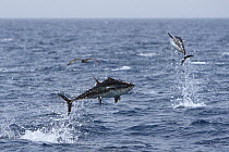 Longtail tuna (Thunnus tonggol) jumping out of the water, with flying fish and distant petrel, Oman, May