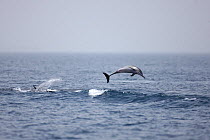 Long beaked common dolphin (Delphinus capensis tropicalis) porpoising, Oman, May