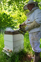 Beekeeper smoking Honey bees (Apis mellifera) to calm them prior to hive inspection.