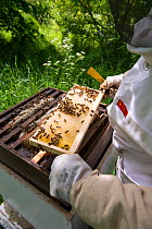 Beekeeper inspecting Honey bee (Apis mellifera) hive frames for Varroa mites.