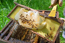 Beekeeper removing unproductive burr comb from Honey bee (Apis mellifera) hive.