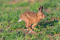 European hare (Lepus europaeus) leveret running, England, June.
