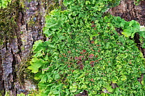 Lichen (Lobaria virens) on bark, Torridon, Scotland, June.