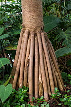 Common screwpine (Pandanus utilis) prop roots. Occurs in Madagascar, Mauritius and the Seychelles.