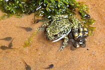 Midwife toad (Alytes obstetricans) male with recently released eggs and tadpoles, South Yorkshire, UK, June. Introduced species in the UK, occurs in Europe.