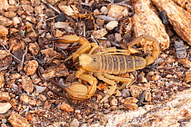 Death stalker scorpion (Leiurus quinquestriatus) Springbok, South Africa.