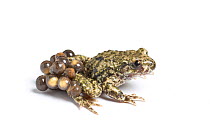 Midwife toad (Alytes obstetricans) male carrying eggs in advanced stage of development, South Yorkshire, UK, June. Introduced species in the UK, occurs in Europe.