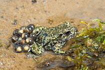 Midwife toad (Alytes obstetricans) male carrying eggs, South Yorkshire, UK, June. Introduced species in the UK, occurs in Europe.