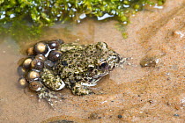Midwife toad (Alytes obstetricans) male carrying eggs, South Yorkshire, UK, June. Introduced species in the UK, occurs in Europe.