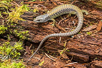 Northern Alligator Lizard (Gerrhonotus coeruleus) Golden Bluffs, California, USA, April.