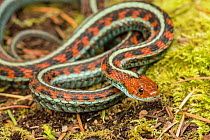 Red sided Garter Snake (Thamnophis sirtalis infernalis) Point Reyes, California, USA, April.