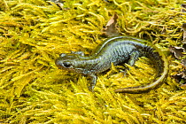 Long-toed salamander (Ambystoma macrodactylum) Oregon, USA, April.