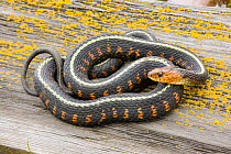 Red spotted garter snake (Thamnophis sirtalis concinnus) coiled, Wilamette Valley, Oregon, USA, April.