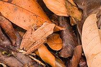 Four-lined treefrog (Polypedates leucomystax) Bako National Park Sarawak, Borneo.